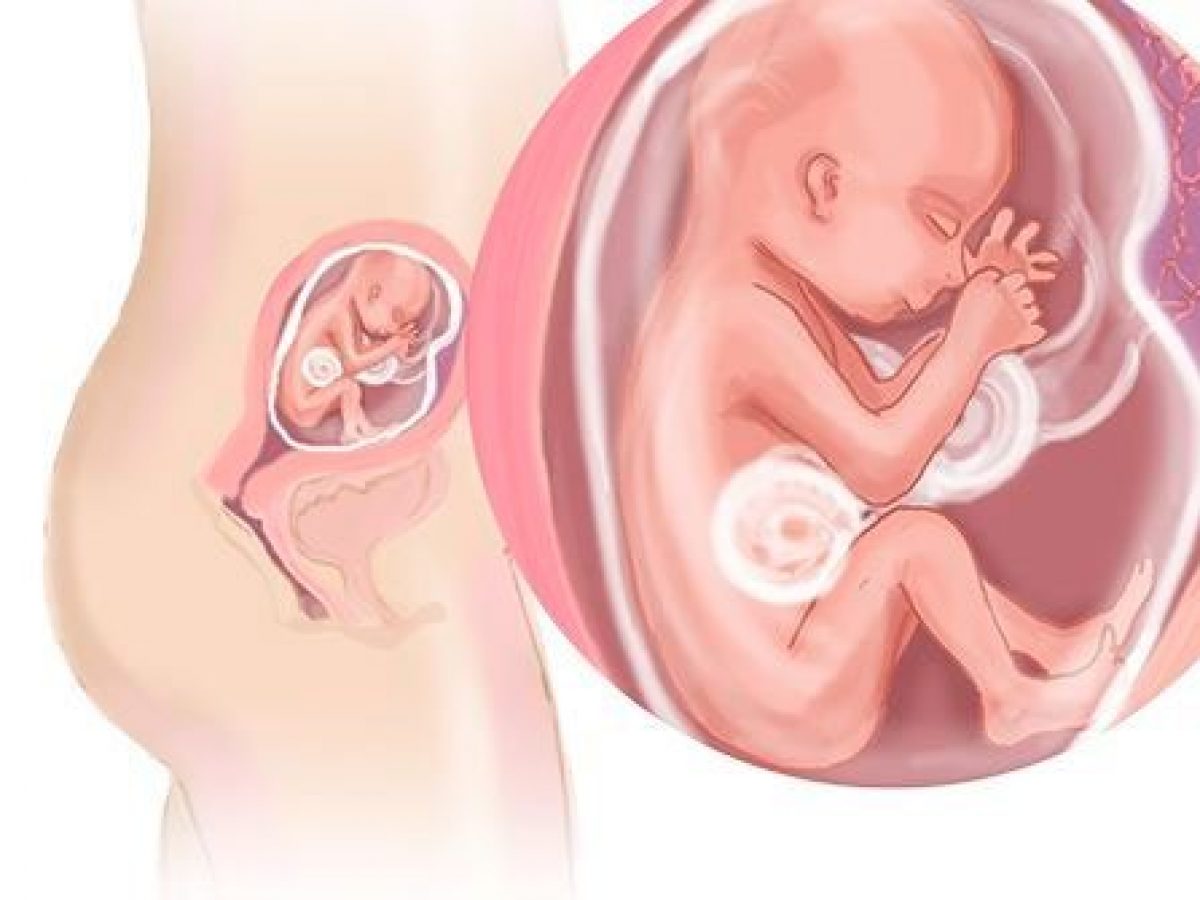 20 недель половина. Ребёнок в 20 недель беременности. Малыш на 20 неделе беременности. Плод на 20 неделе беременности.