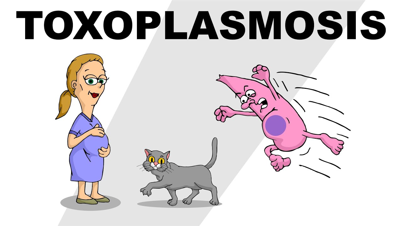 Toxoplasmosi in gravidanza perché è pericolosa? « Mamme di Oggi